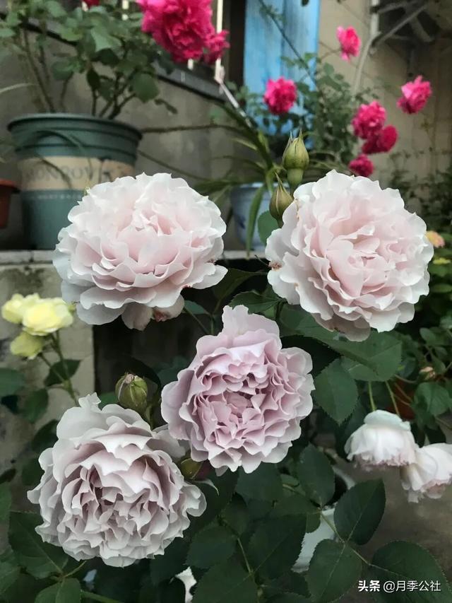 头条问答 从花卉市场买回来的花盆的土为啥硬的很 怎么办呢 15个回答