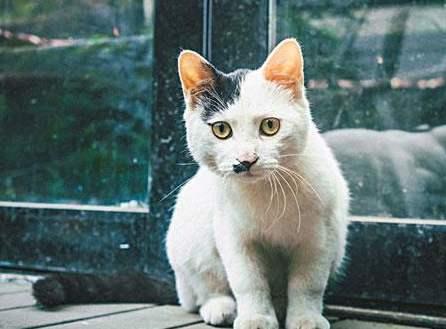 闷猫:猫咪受到惊吓后给换了个屋子，怎样才能让猫咪忘记原来的屋？