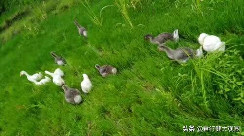 斯芬克斯猫加热:“白毛浮绿水,红掌拨清波”你知道怎么饲养家鹅么？