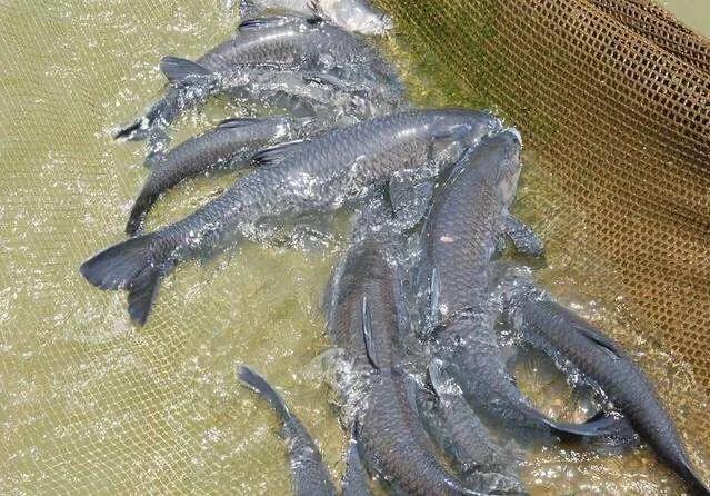 淡水观赏鱼种类有哪些:我国淡水养殖的四大家鱼都有那些鱼？