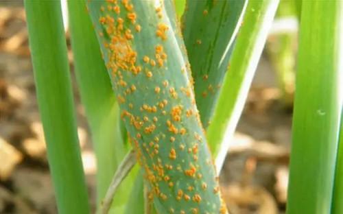 锈斑猫高级危险猫种:种植的大葱、大蒜，锈病是什么原因造成的？如何防治？
