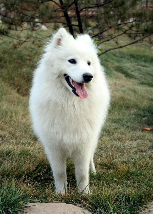 广安禁养大型犬有哪些:成都把中华田园犬列为22种禁养犬之一，你怎么看？