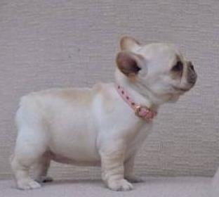 白色美国斗牛犬:纯种法国斗牛犬有哪些特征？