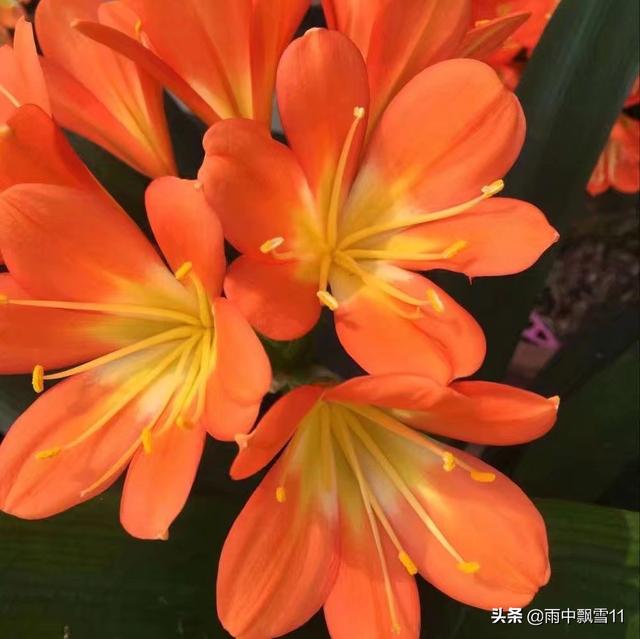 君子兰叶子发黄图片:君子兰有黄叶修剪后要浇水吗？
