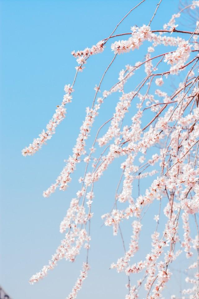 杨柳之:摄影如何表现“灼灼状桃花之鲜，依依尽杨柳之貌。”的意境？