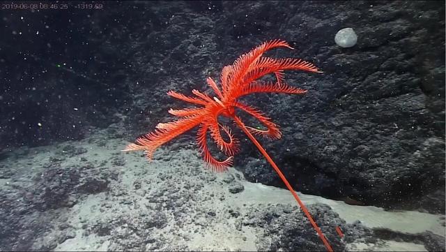 深海狮子鱼:下潜11034米深的马里亚纳海沟，科学家到底发现了什么生物？