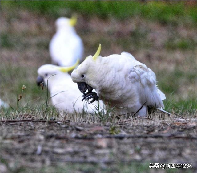 鸟的图片:鸟的图片卡通 说说你是怎么拍鸟的？分享一下实拍心得？