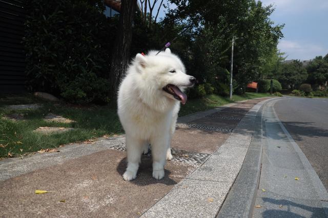 狗狗绿灯过马路:在绿灯情况下，如果在右转车道或者左转车道直行了会算违章吗？