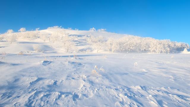 白色雪纳瑞怎么来的:雪纳瑞犬的优缺点是什么？ 白色雪纳瑞是纯的吗