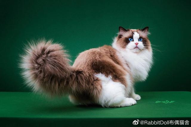 布偶猫园:家里的布偶喵不睡窝、纸箱只睡地上怎么办？