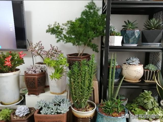 大点的橡皮树价格:1.5米橡皮树什么时候砍头好？