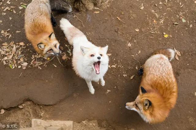 大自然有哪些奇闻趣事，有没有听说过一些关于狐狸的奇闻怪事可以分享吗