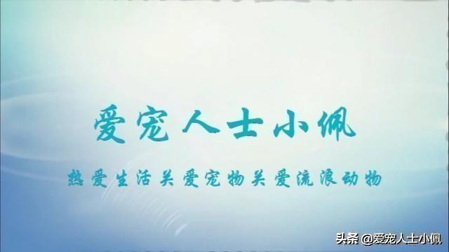 比熊几个月开始爆毛，如何知道比熊犬几岁了老了的比熊犬该如何饲养