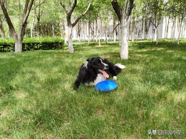 男子被狗撞骨折:边牧狗狗后大腿被撞骨折了怎么办？