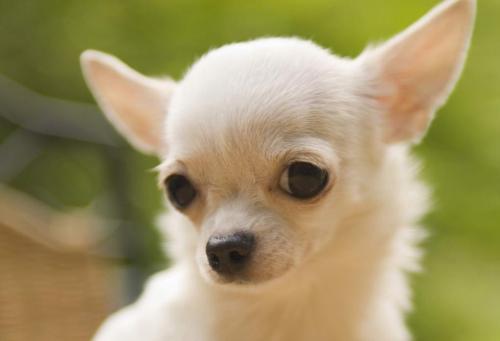 查理士王小猎犬图片小时候:这只小狗是什么品种？品相如何？