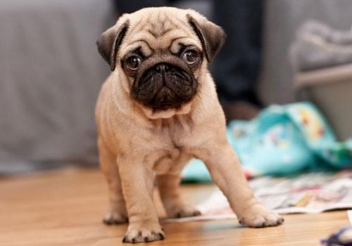 新都巴哥犬吧:巴哥犬生病时，有什么信号？