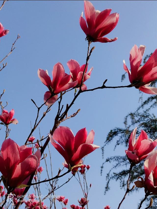 玉兰花是什么颜色的,玉兰花有几种颜色,你认为哪种颜色最好看