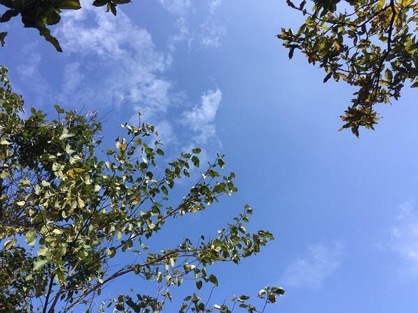 海琪的天空:对于梅艳芳的情感经历，你怎么看