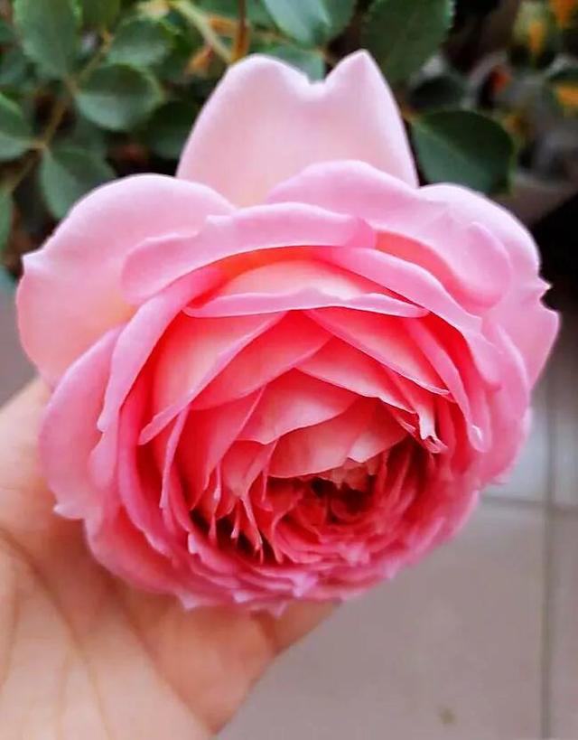 最香的几款月季品种是什么？插图97