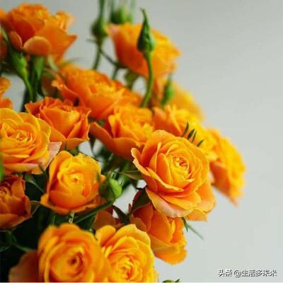 买玫瑰花时，最多一天就枯萎了，扔掉怪可惜的，该如何保持新鲜