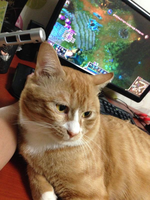 养一只电子宠物猫吧:养哪些宠物比较不费时间而且好照顾？