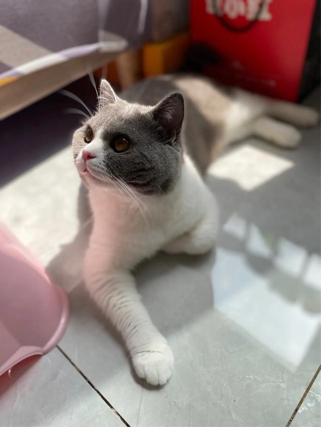 萌猫咪图片:我想大量云吸猫！请有猫咪的友友们发些你家猫咪的萌照给我看看？ 猫图片大全可爱