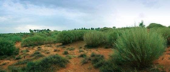 支付宝蚂蚁森林花棒是什么支付宝蚂蚁森林花棒玩法支付宝蚂蚁森林花棒