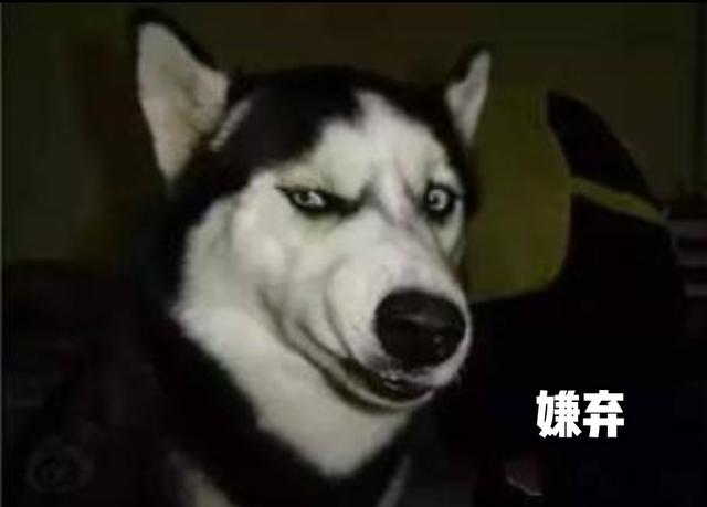 你听过狗狗的哪些“贱名”呢