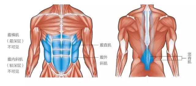 卷腹和平板支撑哪个更能练出腹肌？