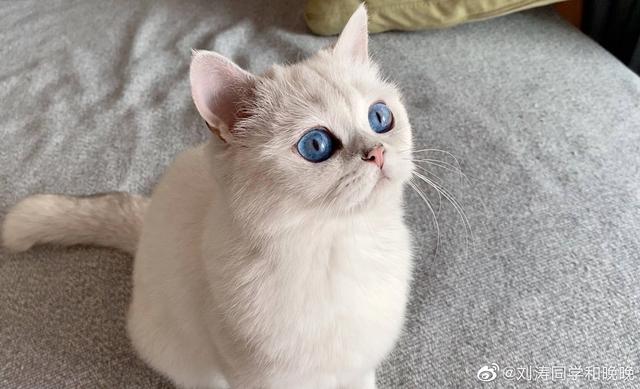 南美林猫的价格行情:银点小猫要多少钱一只，该怎么养？