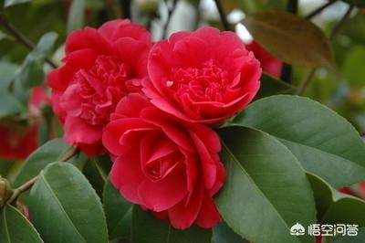 头条问答 有人说茶花有很多品种 茶花到底有多少品种 栽培养护方法一样吗 11个回答