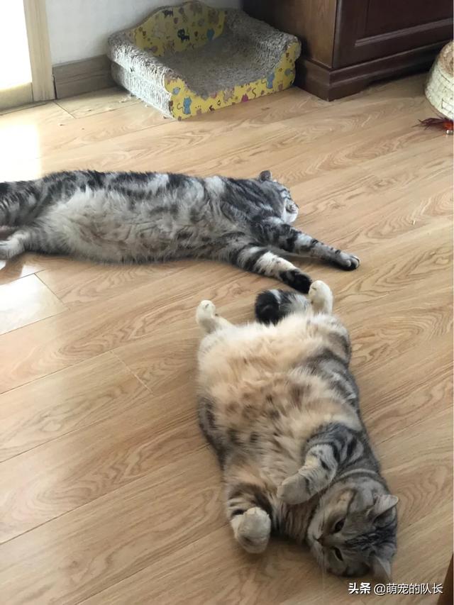 猫砂使用:如何训练猫咪使用猫砂盆？