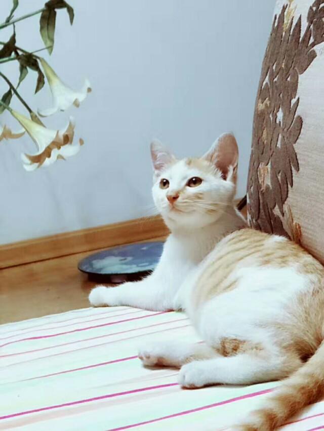伟嘉干粮可以给猫长期吃吗:猫咪一直吃猫粮可以吗？为什么？