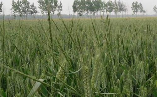 节节麦用什么除草剂，优质小麦田间能打野麦子除草剂吗有什么需要注意的吗
