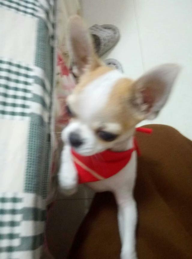狗狗健康成长100问:日常饲养中宠物的健康如何保证？