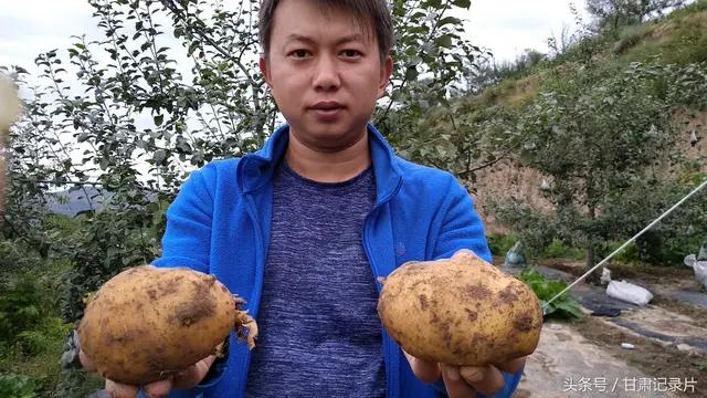 市面上的土豆越来越大，究竟和膨大剂有没有关系？你会吃吗？插图15