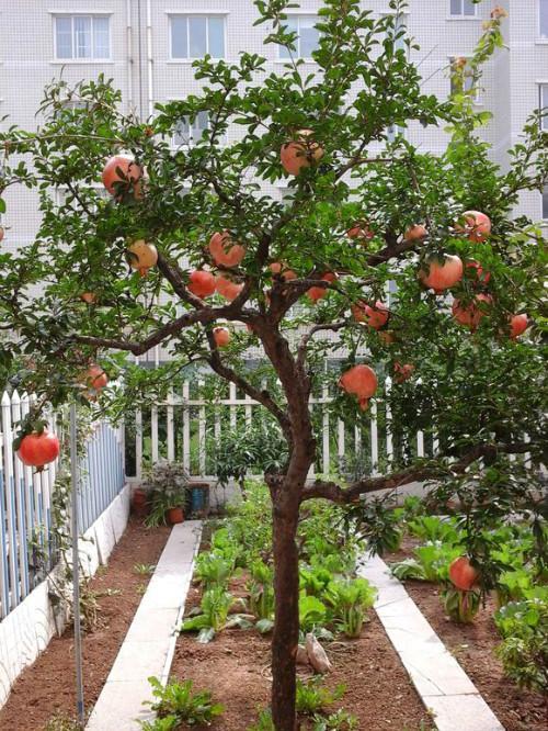 北方庭院适合种什么树