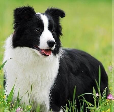 短毛边界牧羊犬图片:边境牧羊犬有哪些我们不知道的优点？