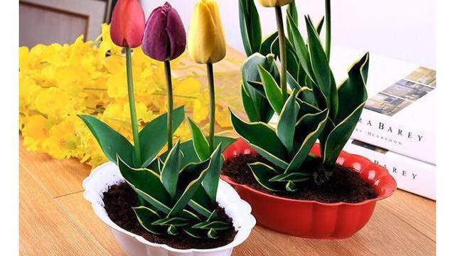 十大不吉利花,为什么家里最好不养仙人球、仙人掌？