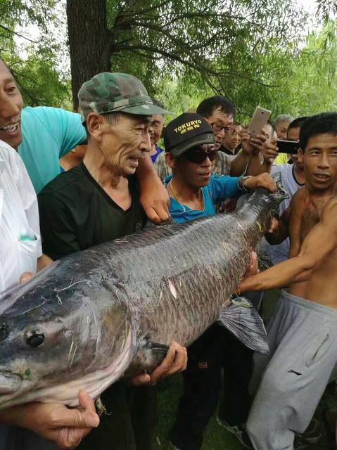 青鱼王1004青鱼王:想黑坑钓青鱼，求6.3米的大物竿推荐。要轻点的太重的玩不动？