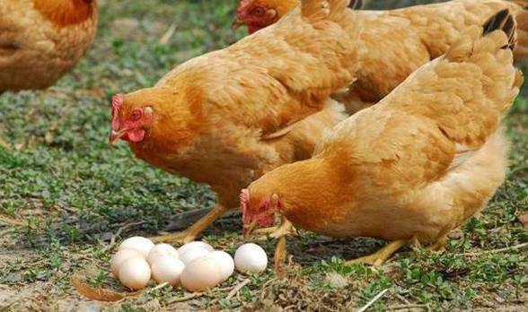 乌鸡为啥在食疗圈广受欢迎，打算养土鸡，啥品种好，养公鸡还是养母鸡合适