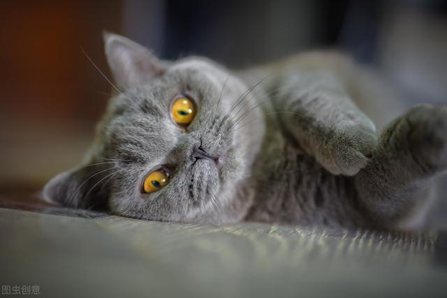 家猫:在家里称王的猫咪，出来就怂的不行是为什么？