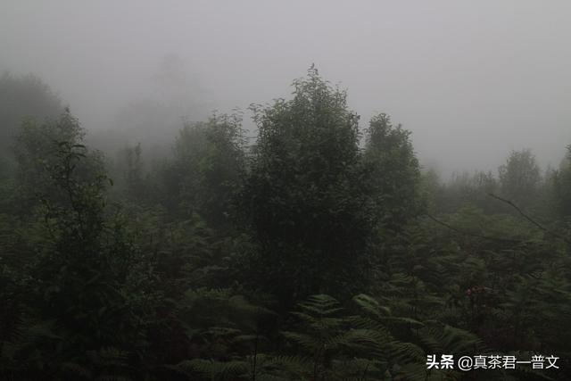 谢孟伟个人资料:请你介绍几种临沧的古树茶