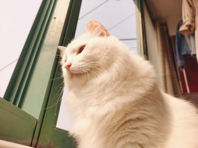 地中海孟加拉猫舍:想养一只猫，大家有没有什么推荐的？ 德国比较好的布偶猫舍
