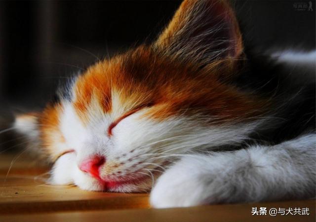 虐猫女:最近流行的虐猫事件，怎么能够有效控制呢？