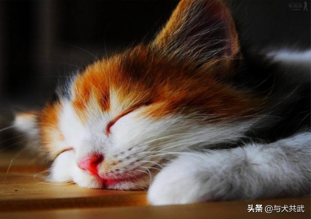 真正的虐猫群2018:最近流行的虐猫事件，怎么能够有效控制呢？