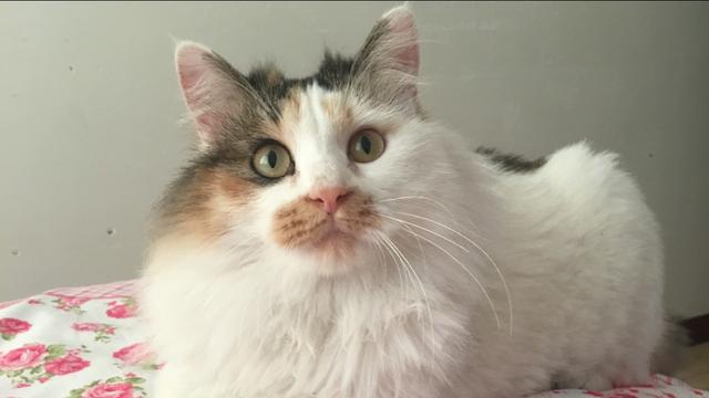 伯爵养猫记:收养了一只流浪猫，很小，有什么养猫方法？ 养猫记作文