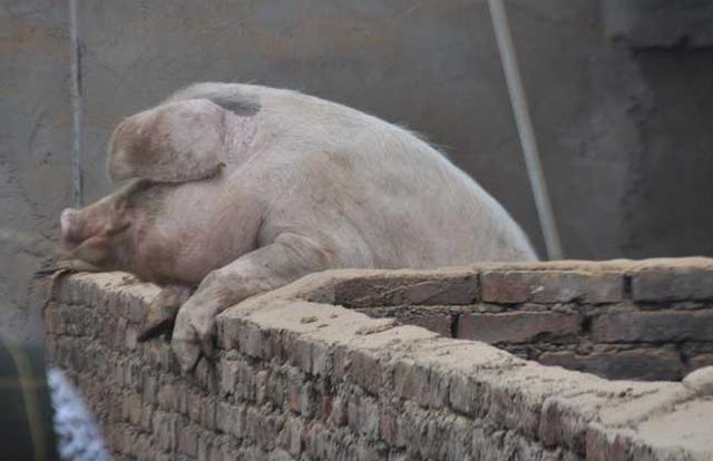 中猪拉稀不吃食怎么办:猪身凉拉稀不爱吃食是怎么回事？