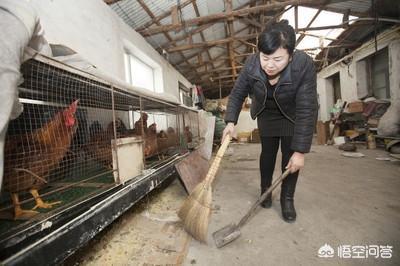 速克力跳蚤药安全吗:鸡舍存在鸡跳蚤有什么方法去除？