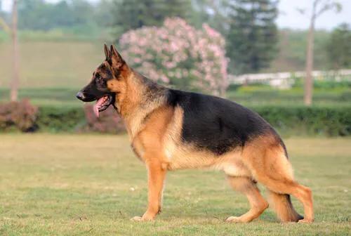 德牧幼犬:如何和刚到家的德牧幼犬打好关系？